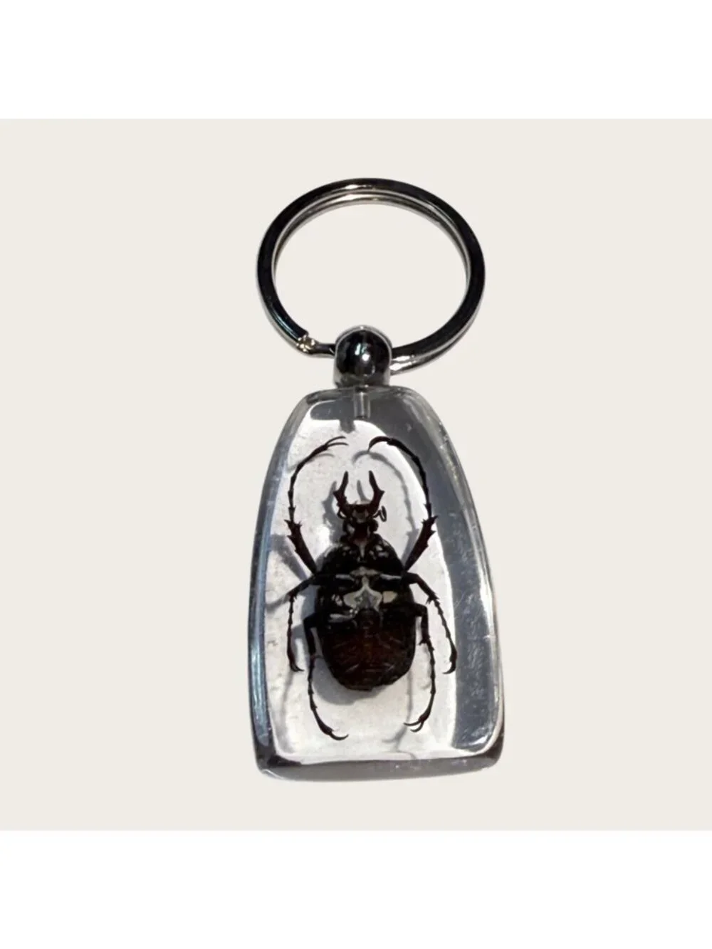 Antler Horned Beetle Keychain Keyring Clear Acrylic Resin Display Insect Bug